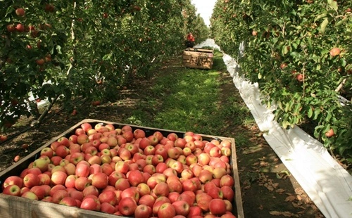 Apple Producing