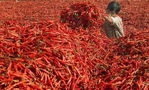 Chili Producing