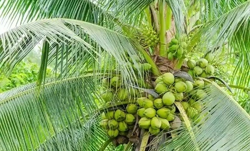 Coconut Producing