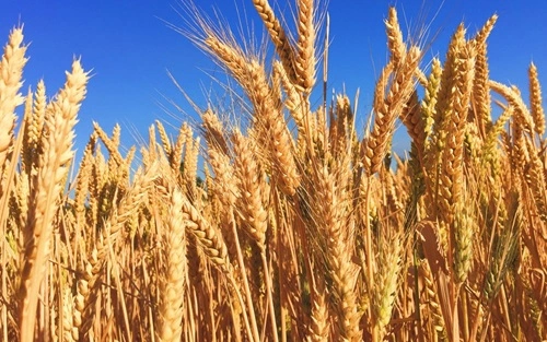 Barley Producing