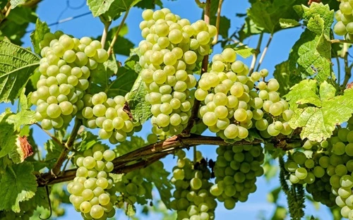 Grape Producing